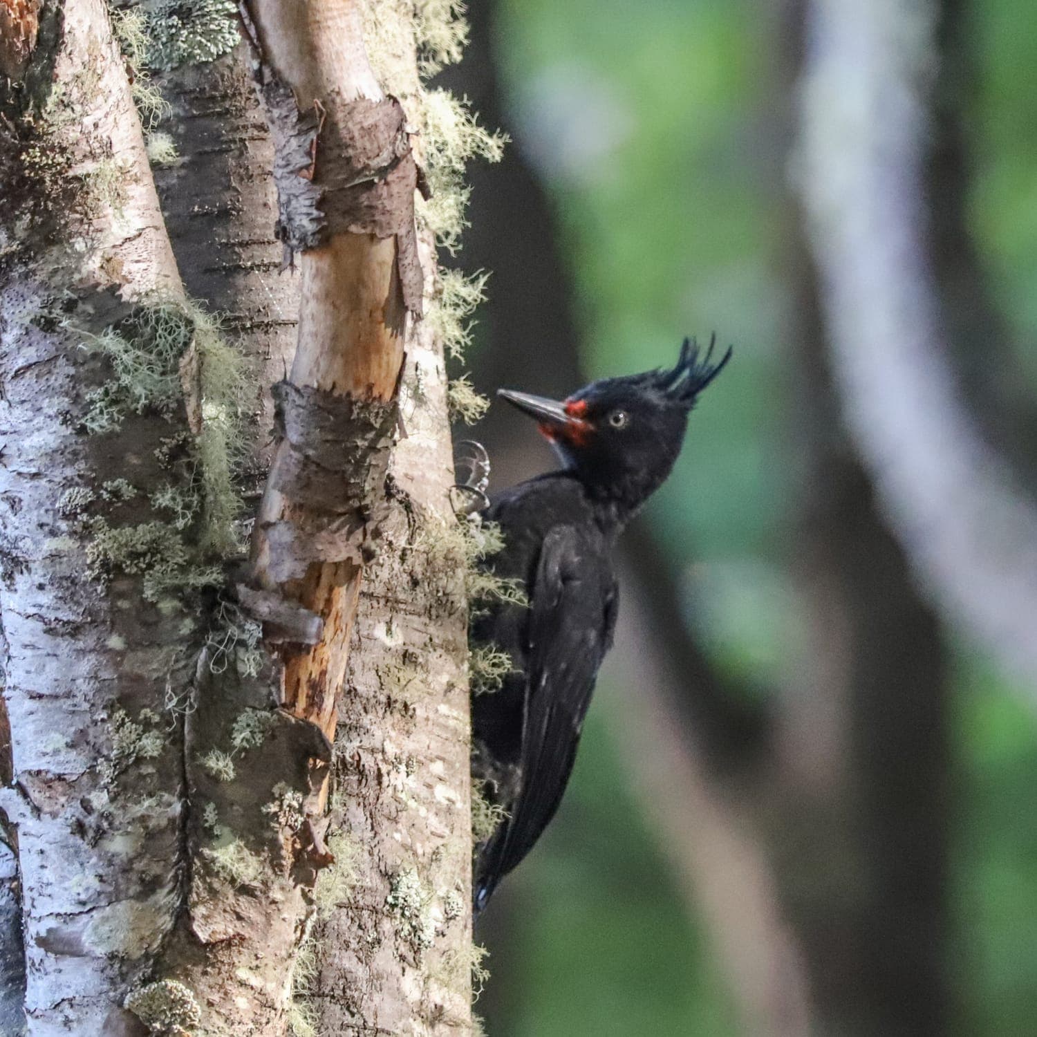 Carpintero Negro, Cordillera Darwin, Tierra del Fuego
