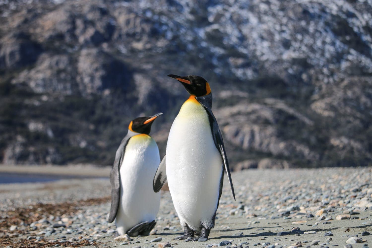 Pingüino Rey, Cordillera Darwin, Tierra del Fuego